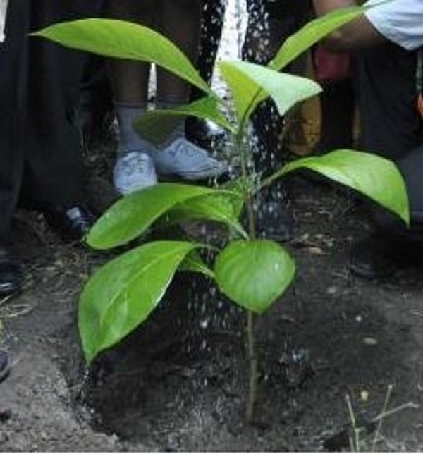 Greater Chennai Corporation to plant saplings to improve green cover in city
