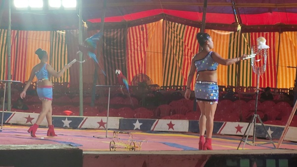 Kerala police register FIR Against Great Bombay Circus over cruelty to performing birds.