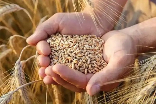 Wheat exporting country Pakistan resorts to imports of grain, Russia comes to the rescue(IN)
