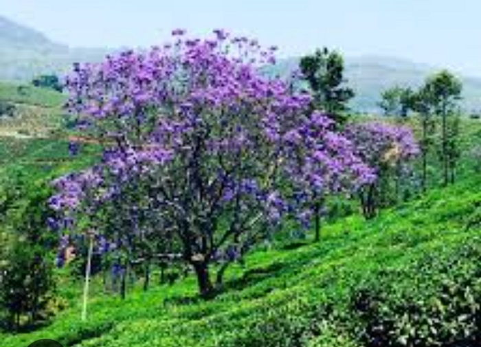 Oplus_16777216