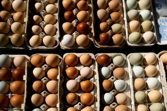 egg