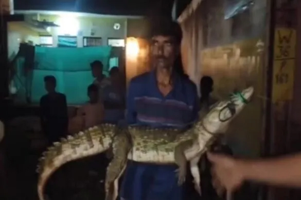 crocodile