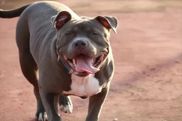 petbull