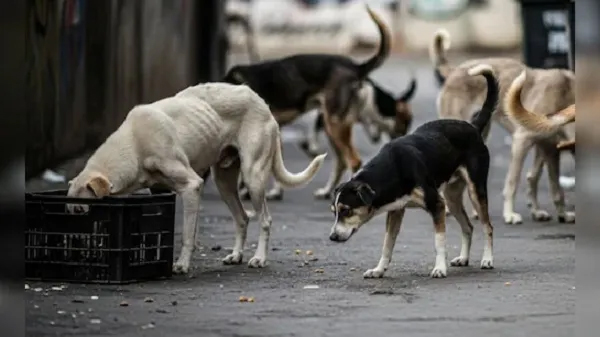 dog