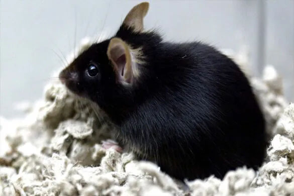 rat