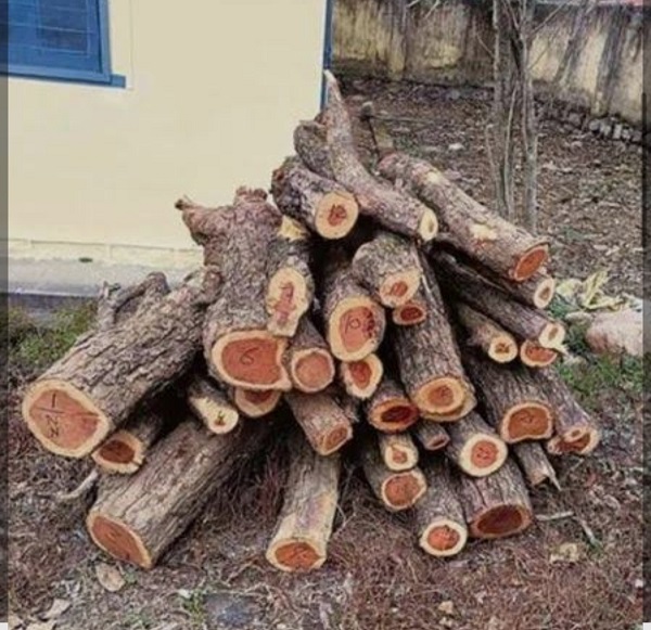 IMG-20260609-WA0499